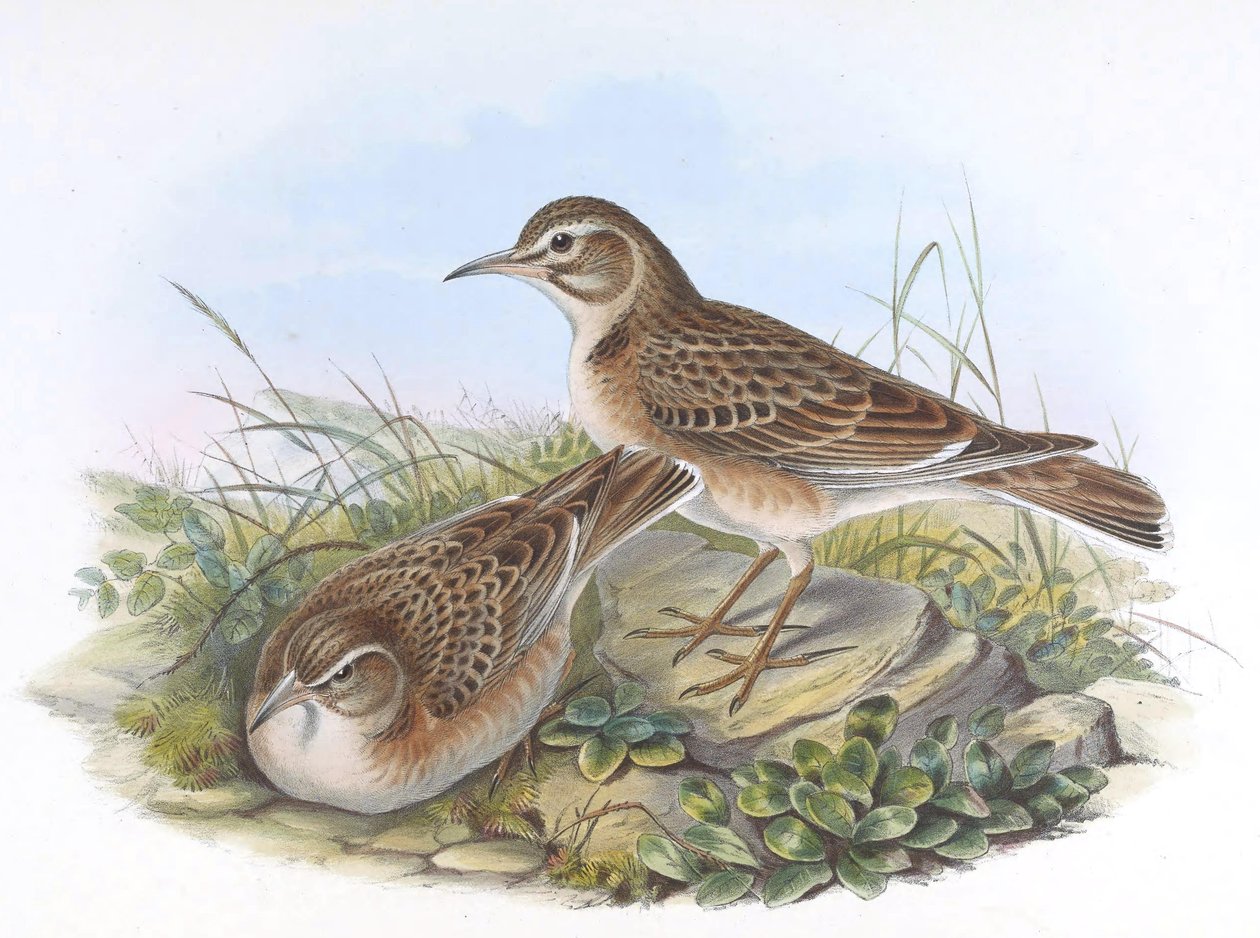 Melanocorypha maxima - John Gould