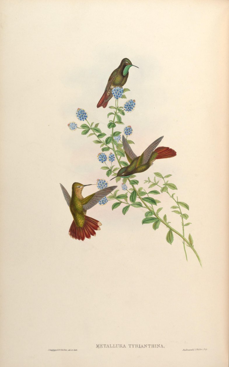 Metallura tyrianthina - John Gould