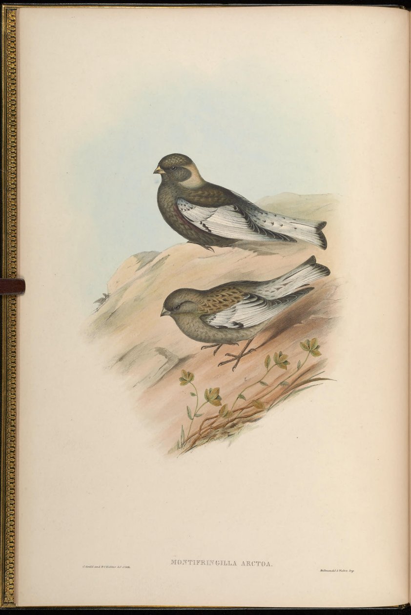 Montifringilla arctoa = Passer arctous = Leucosticte arctoa - John Gould