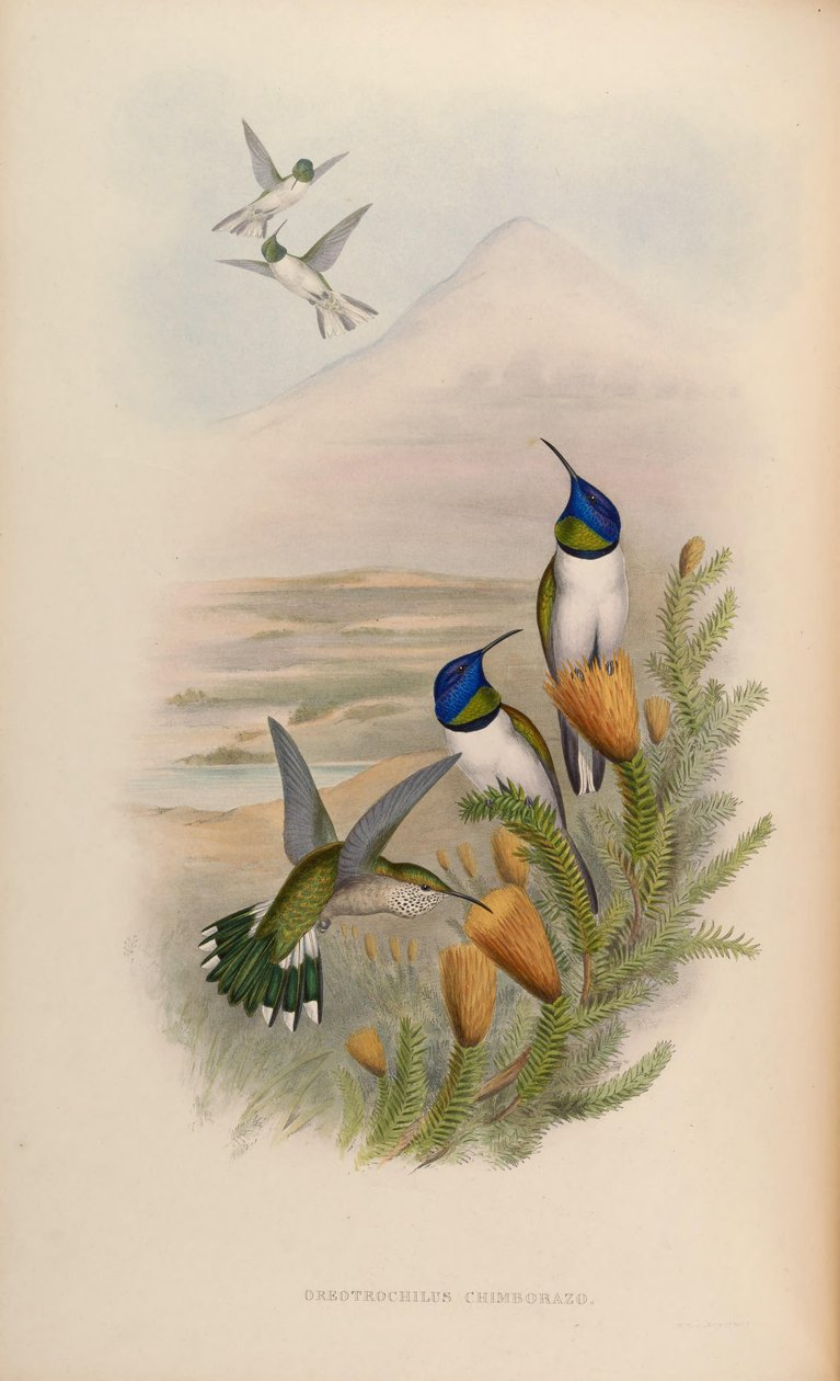 Oreotrochilus chimborazo - John Gould