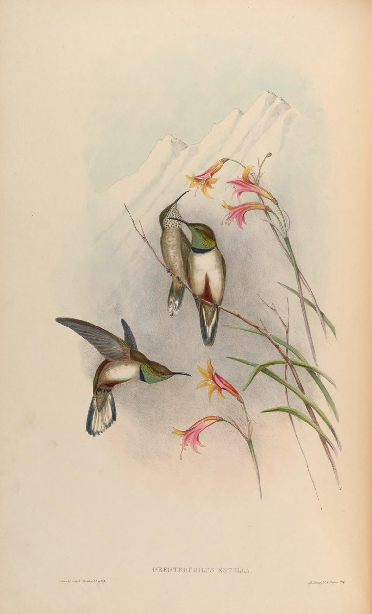 Oreotrochilus estella - John Gould