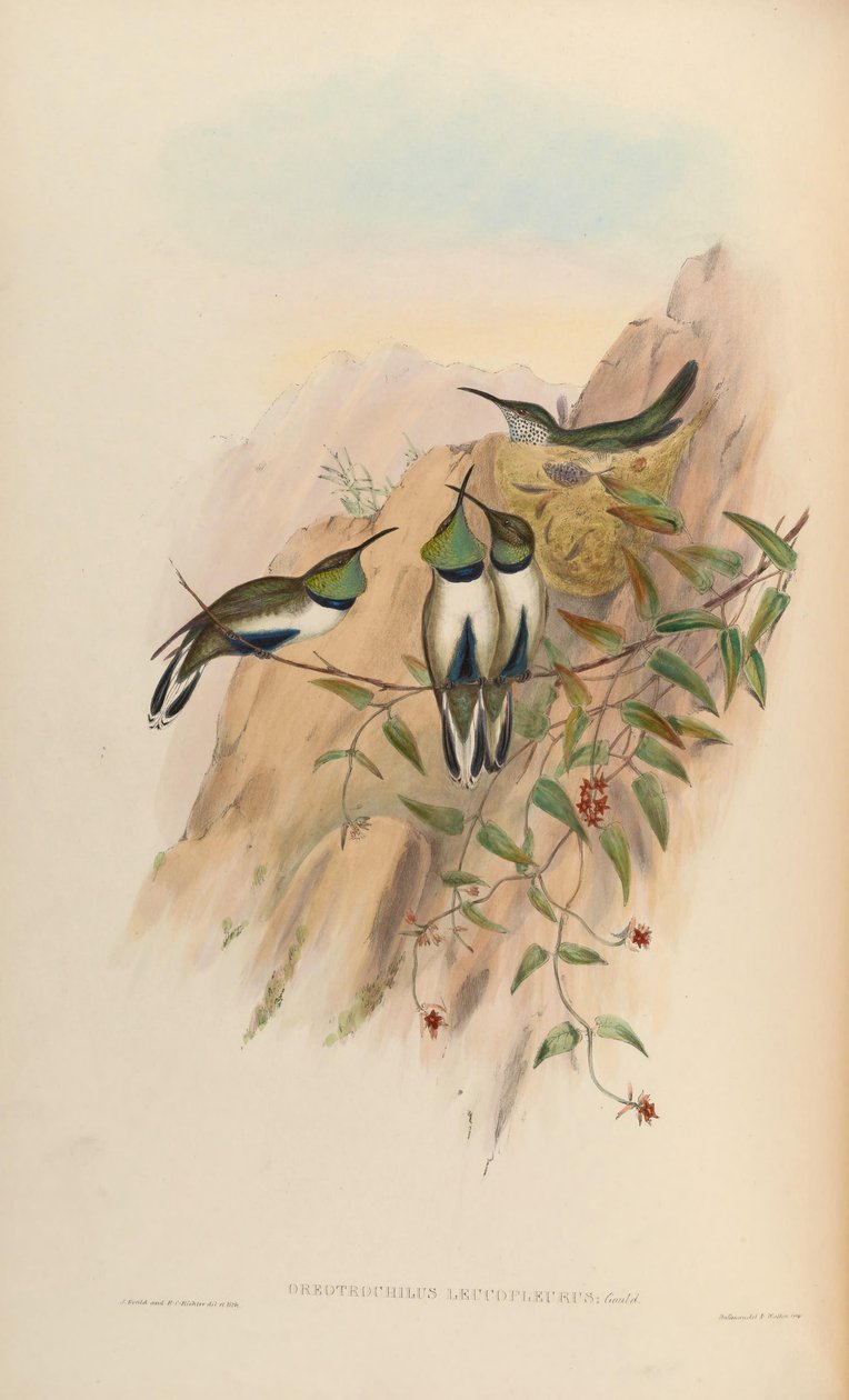 Oreotrochilus leucopleurus - John Gould