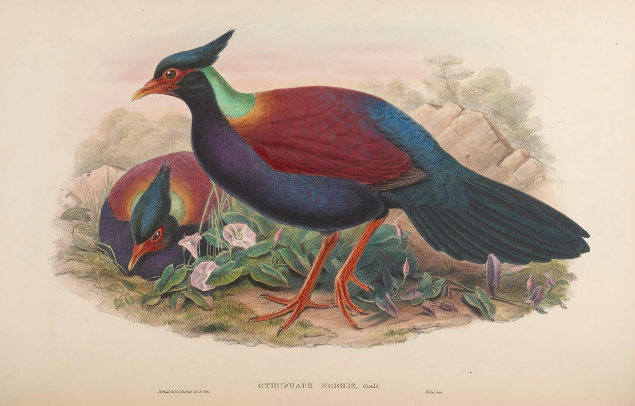 Otidiphaps nobilis - John Gould
