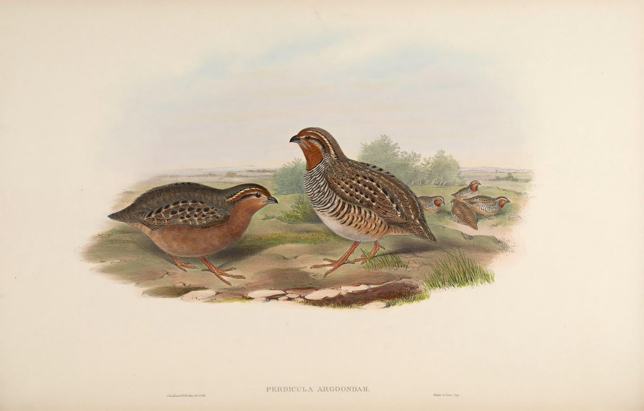 Perdicula argoondah - John Gould