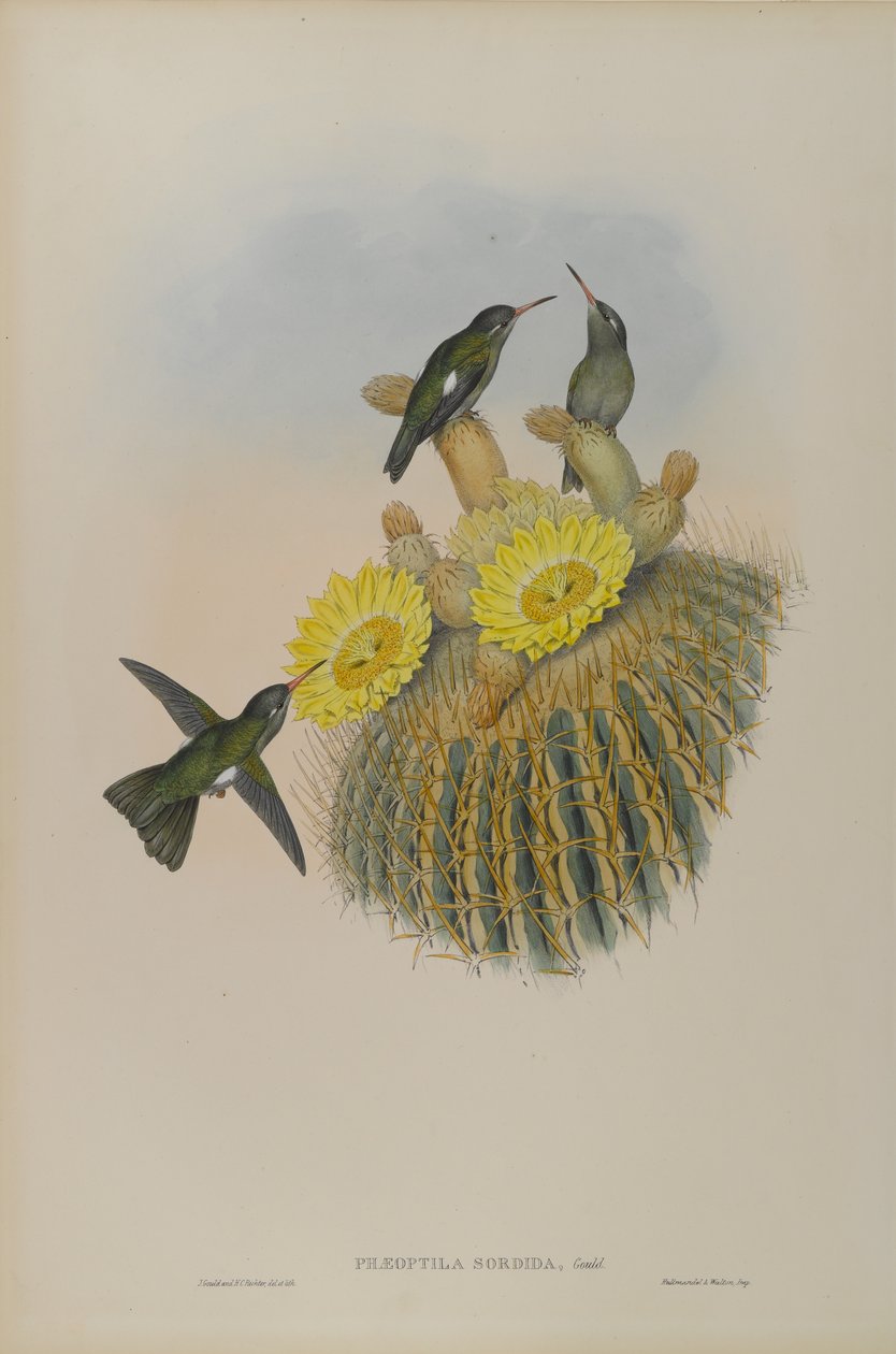 Phaeoptila Sordida: Sombre - John Gould