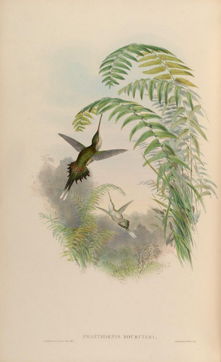 Phaethornis bourcieri - John Gould