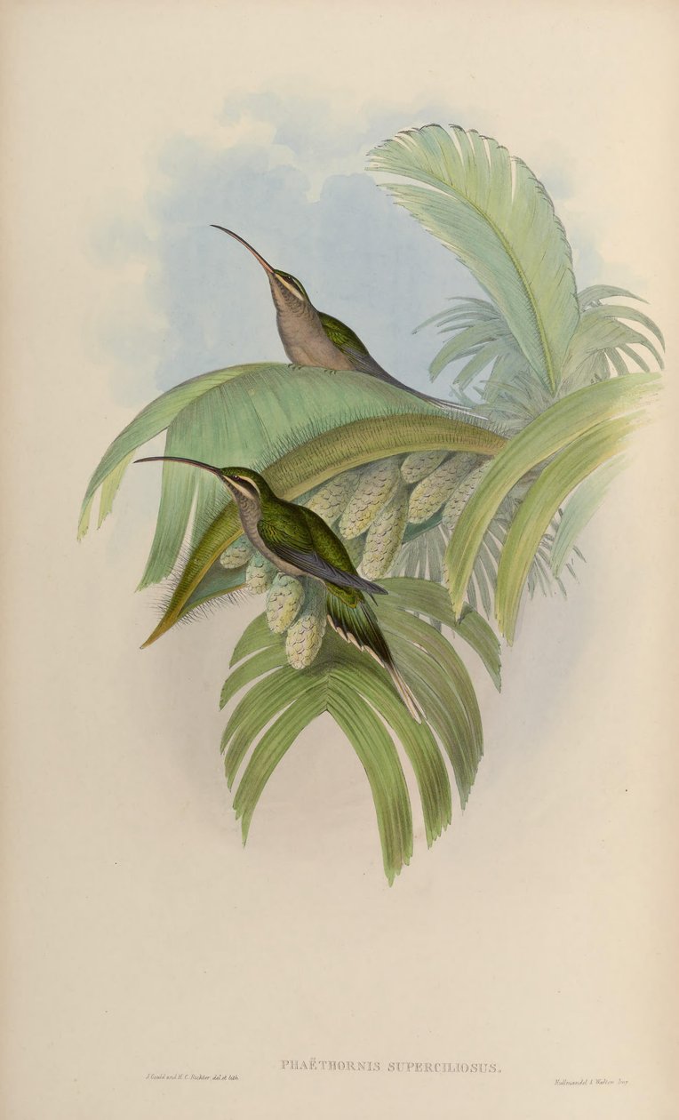 Phaethornis superciliosus - John Gould