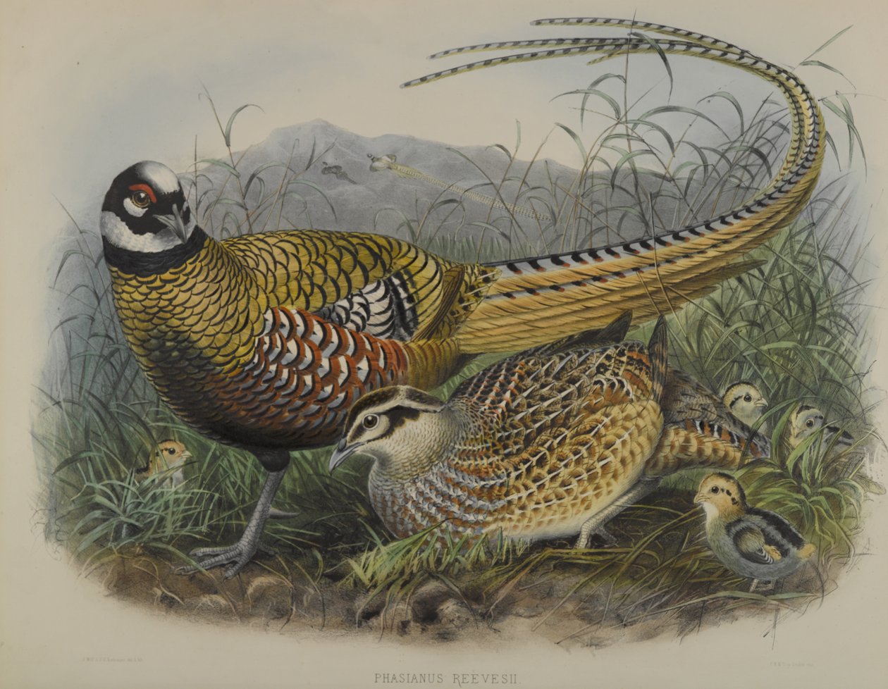 Phasianus Reevesii: Faisan de Reeves - Joseph Smit