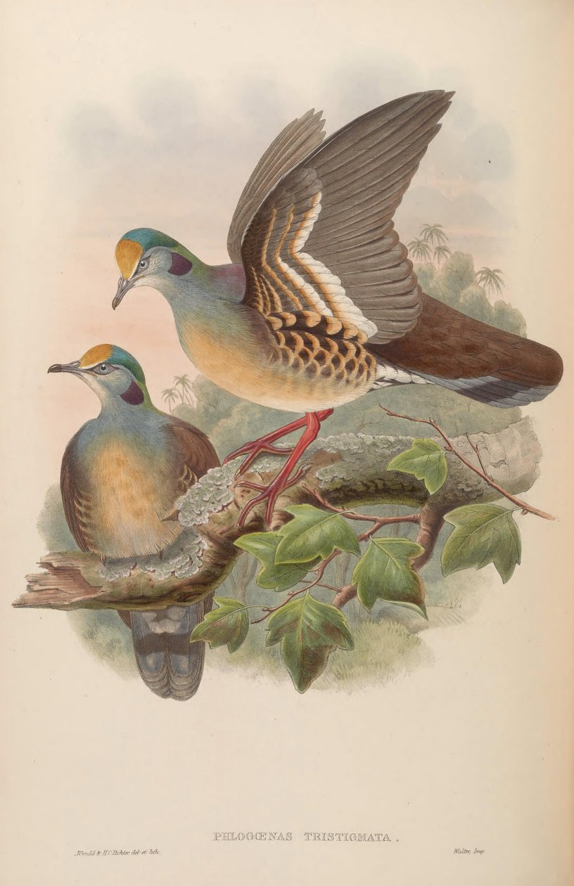 Phlogoenas tristigma - John Gould