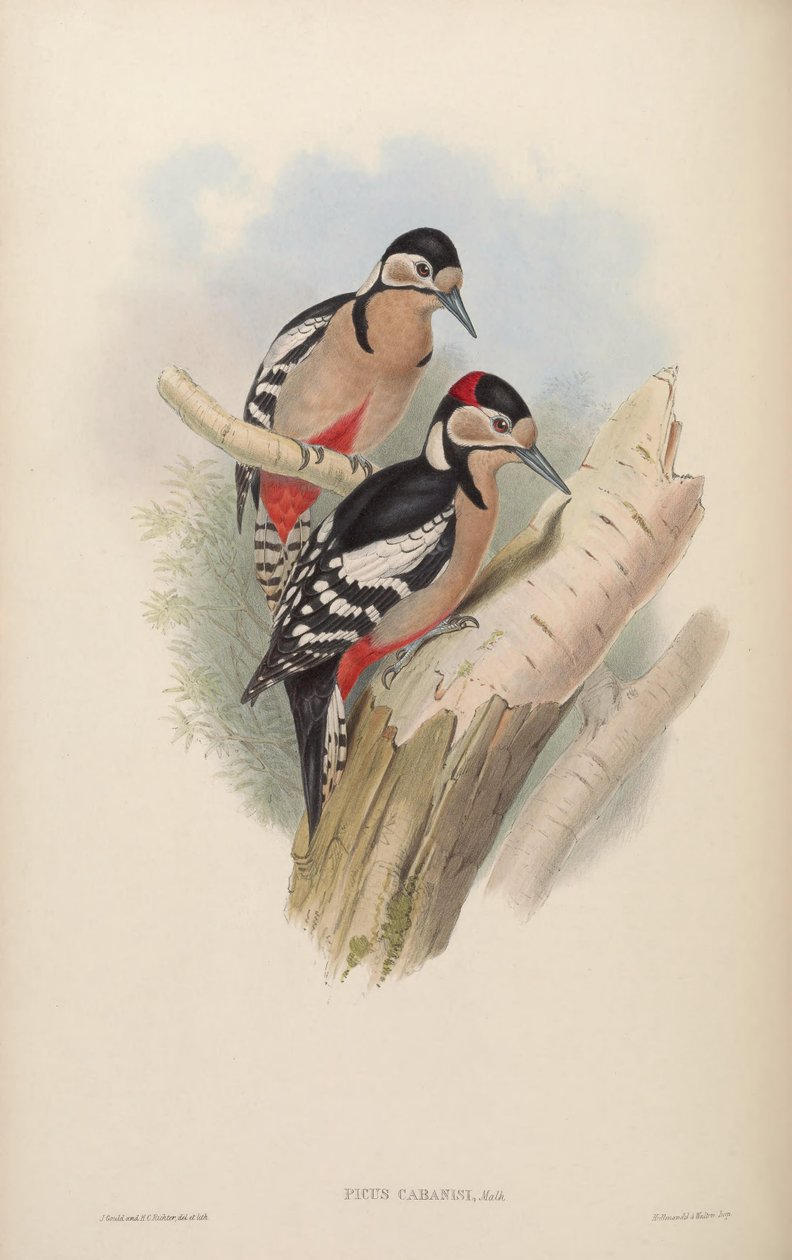 Picus cabanisi - John Gould