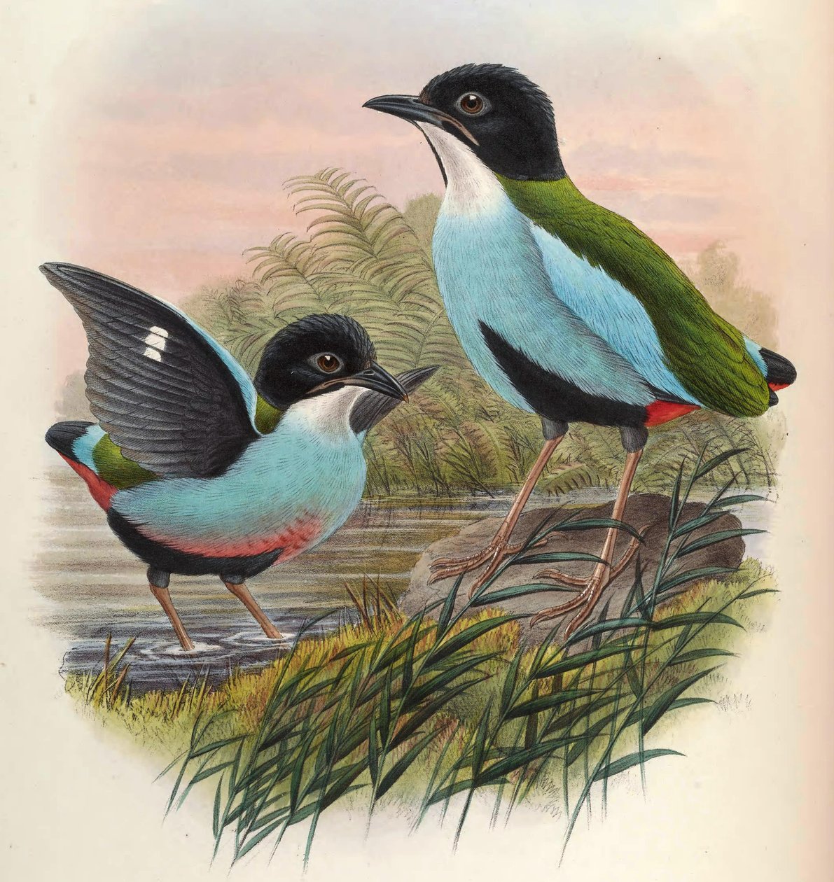 Pitta steerii - John Gould