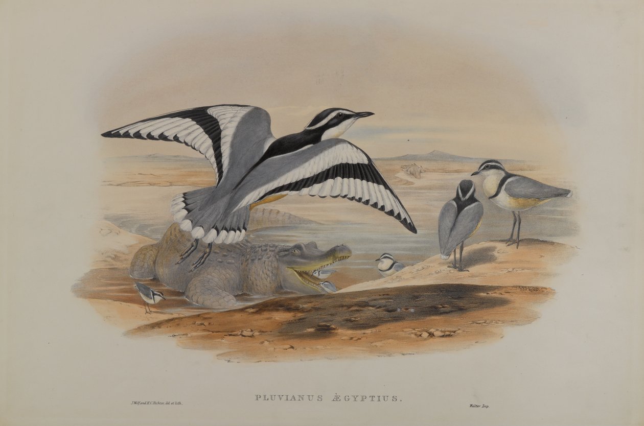 Pluvianus Aegyptius - John Gould