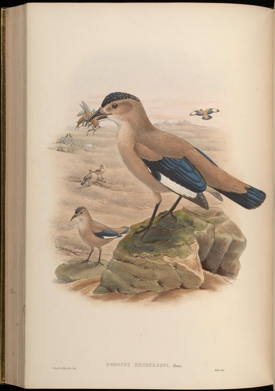 Podoces hendersoni - John Gould