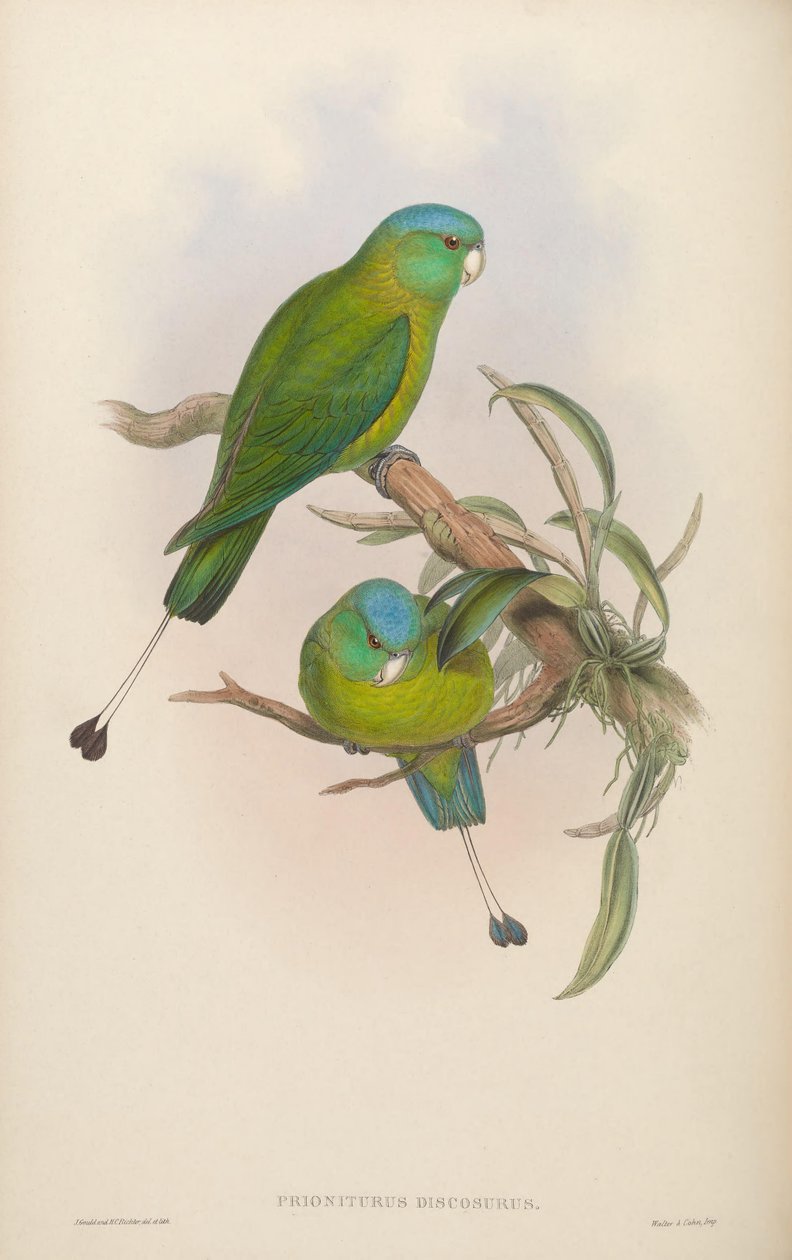Prioniturus discurus - John Gould