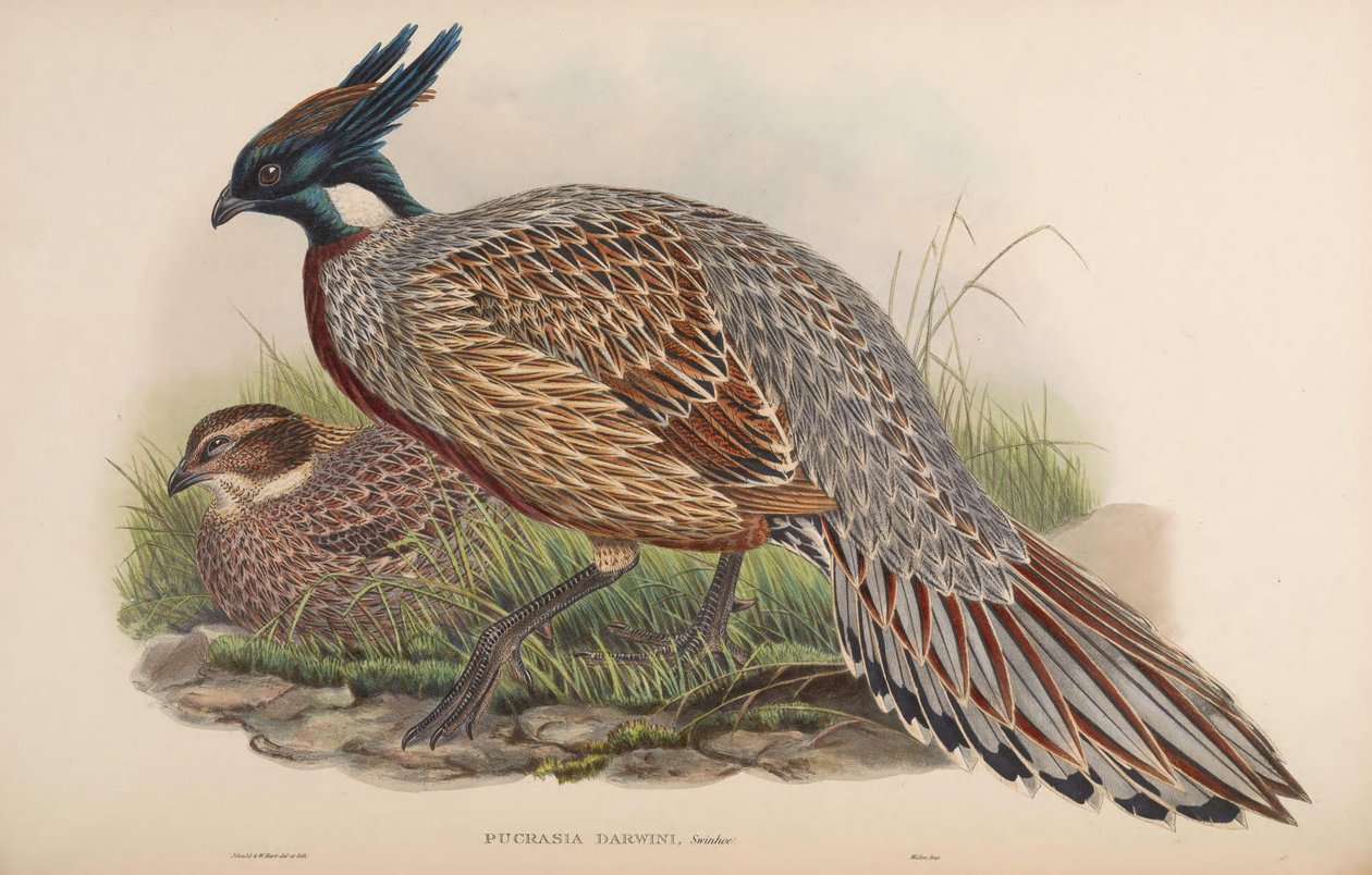Pucrasia darwini - John Gould