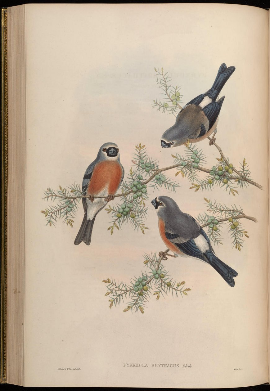 Pyrrhula erithacus - John Gould