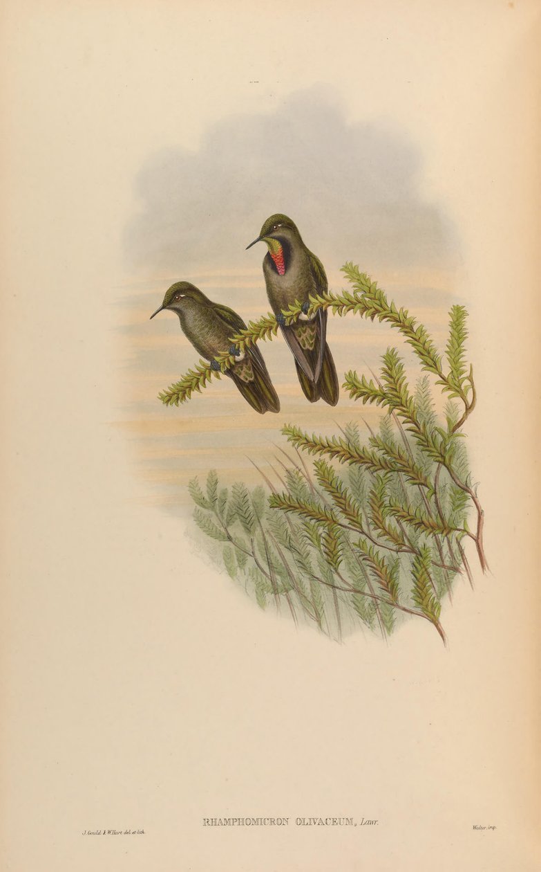 Rhamphomicron olivaceum = Chalcostigma olivaceum - John Gould