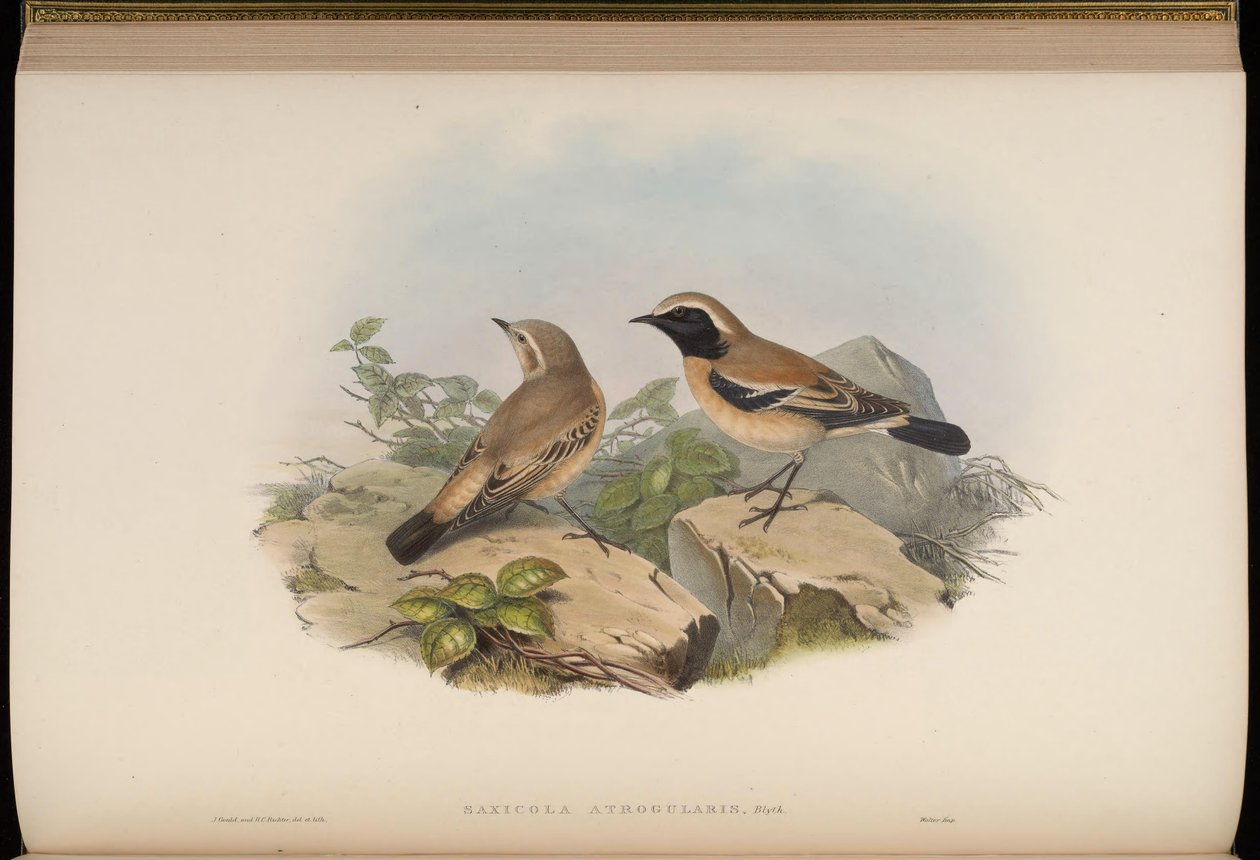 Saxicola atrogularis = Oenanthe deserti - John Gould