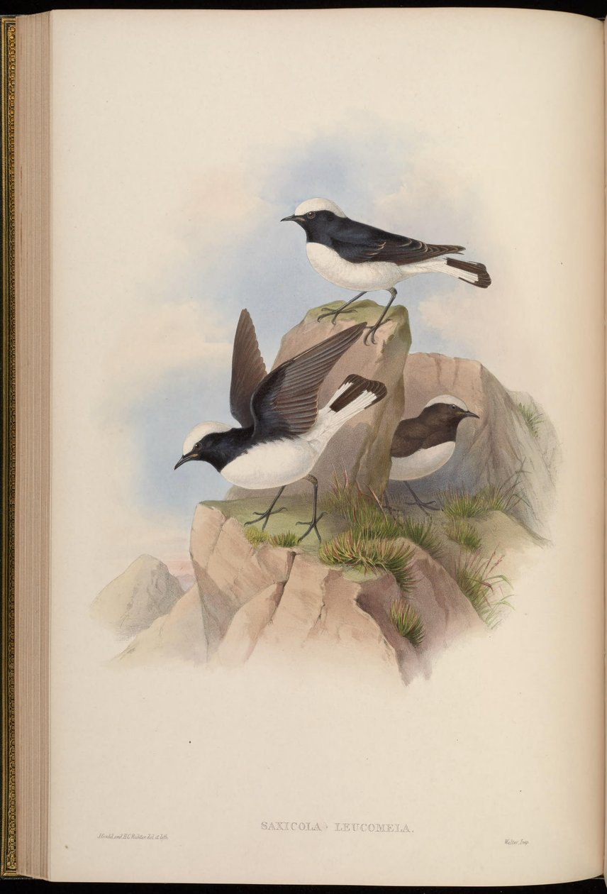 Saxicola leucomela = Oenanthe pleschanka - John Gould