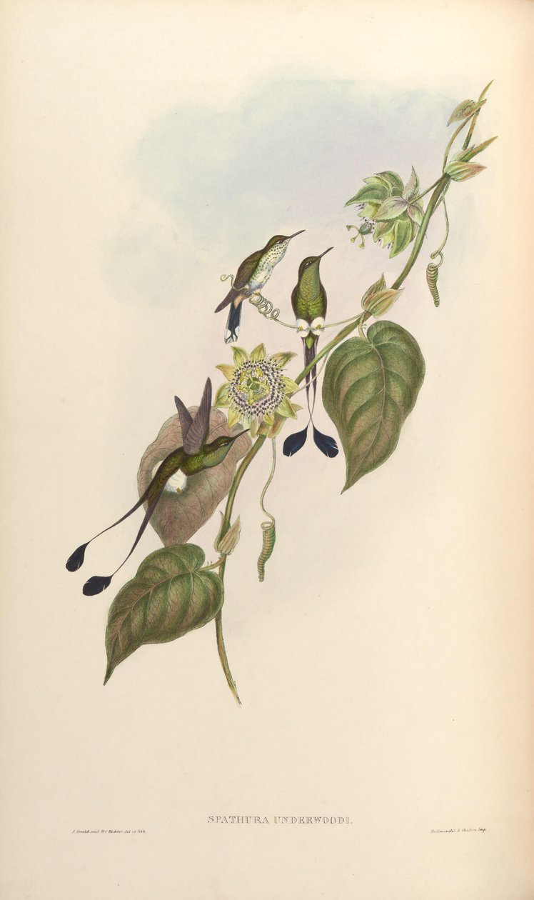 Spathura underwoodi = Ocreatus underwoodii melanantherus - John Gould