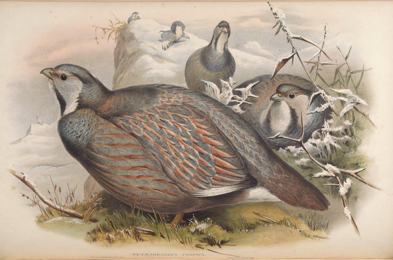 Tetraogallus caspius - John Gould