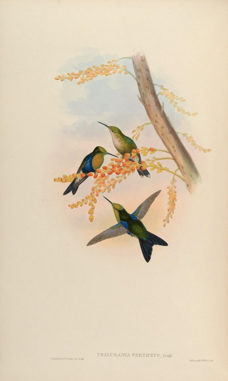 Thalurania verticeps = Thalurania fannyi verticeps - John Gould