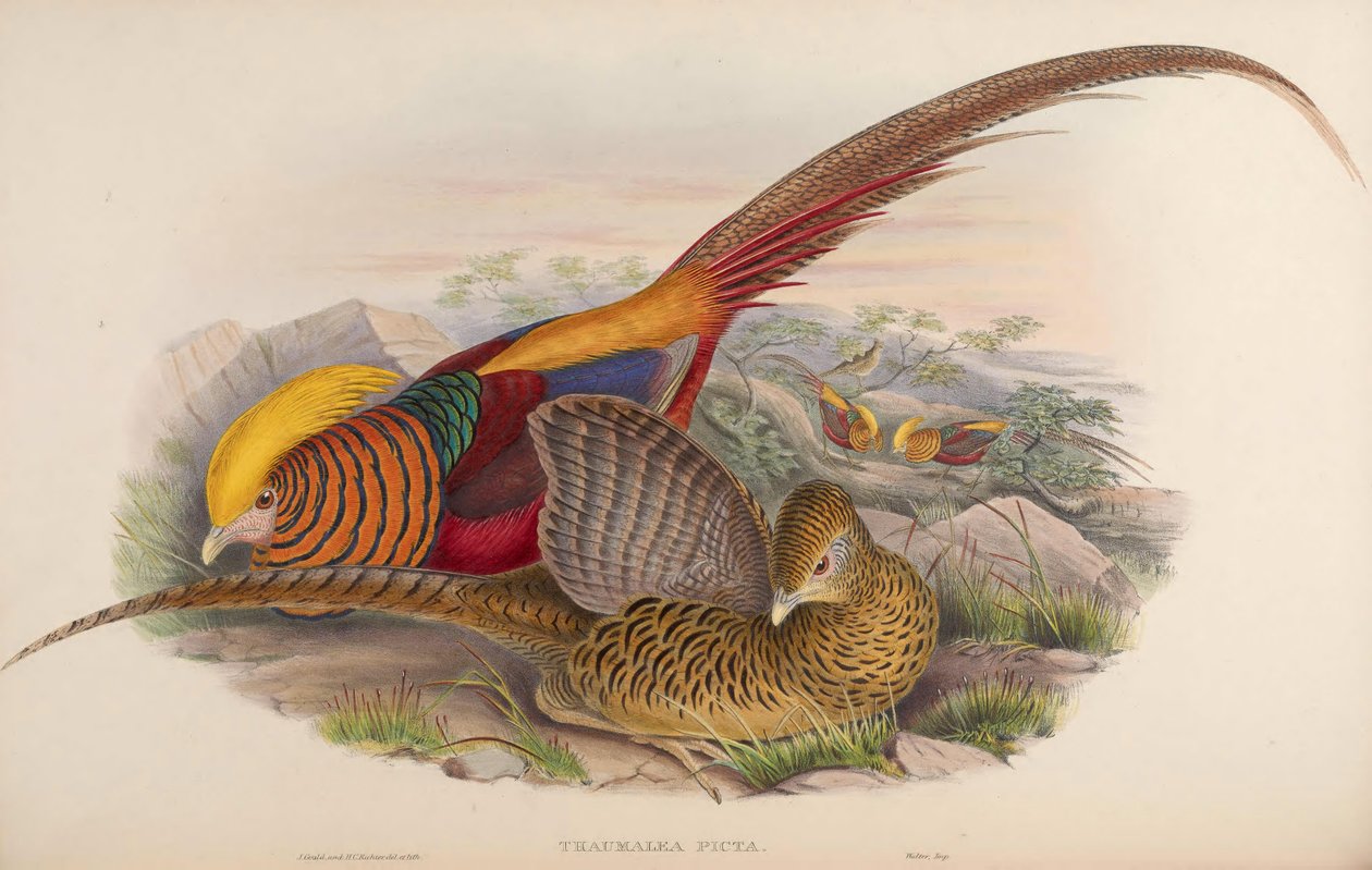 Thaumalea picta - John Gould