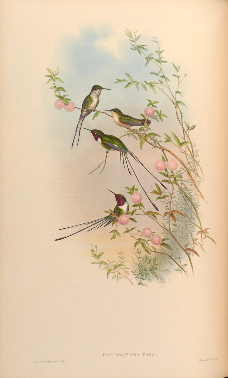 Thaumastura cora - John Gould