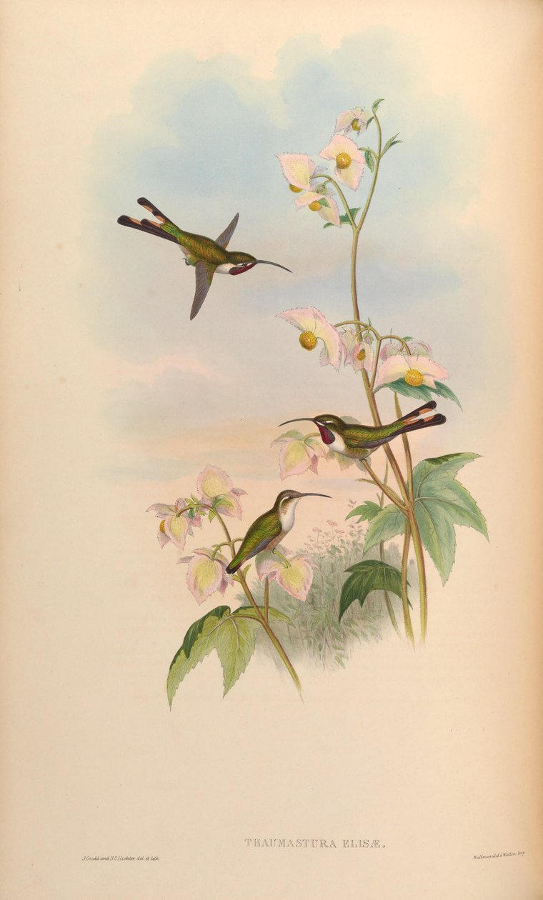 Thaumastura elizae = Doricha eliza - John Gould