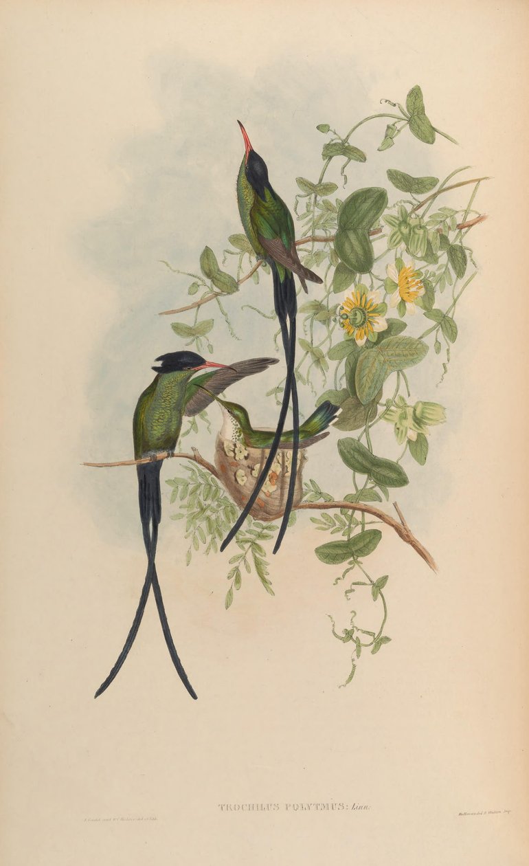 Trochilus polytmus - John Gould