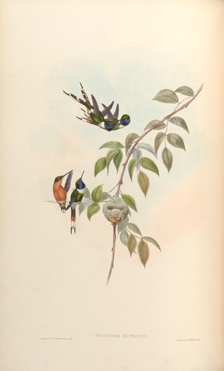 Tryphaena duponti = Tilmatura duponti - John Gould