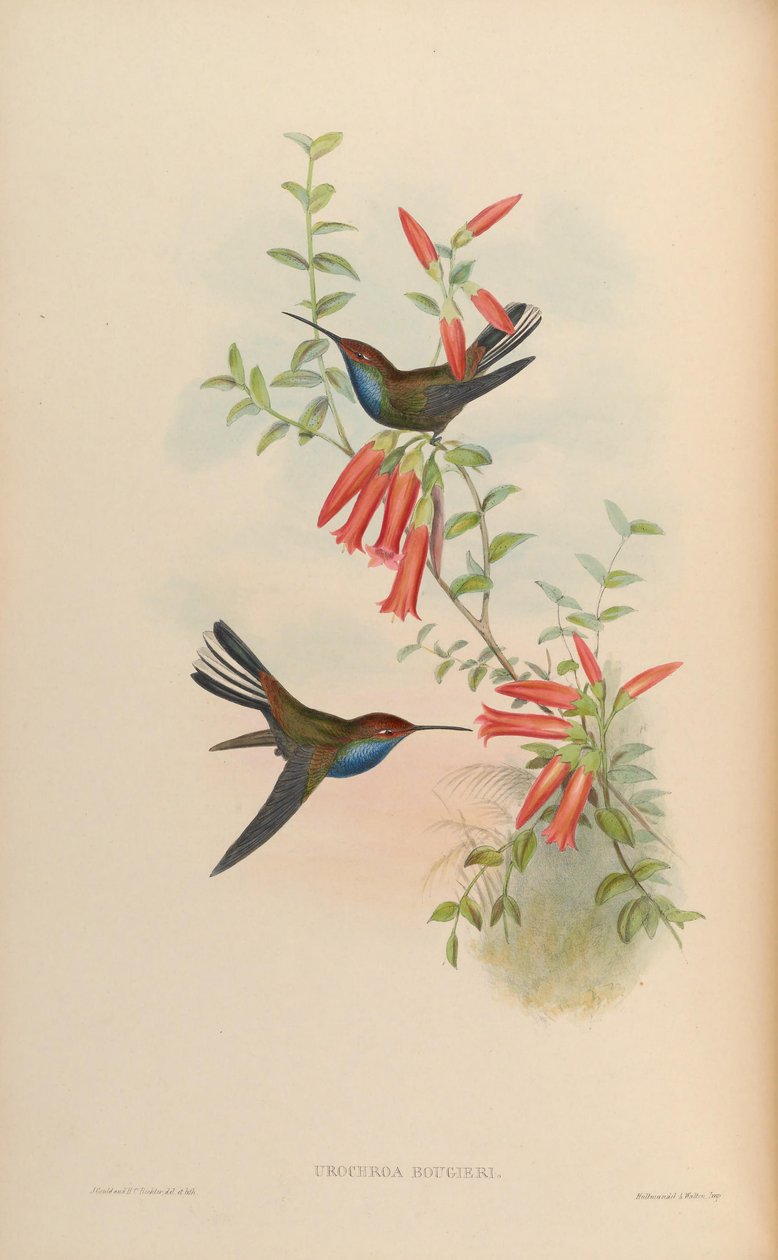 Urochroa bougueri - John Gould