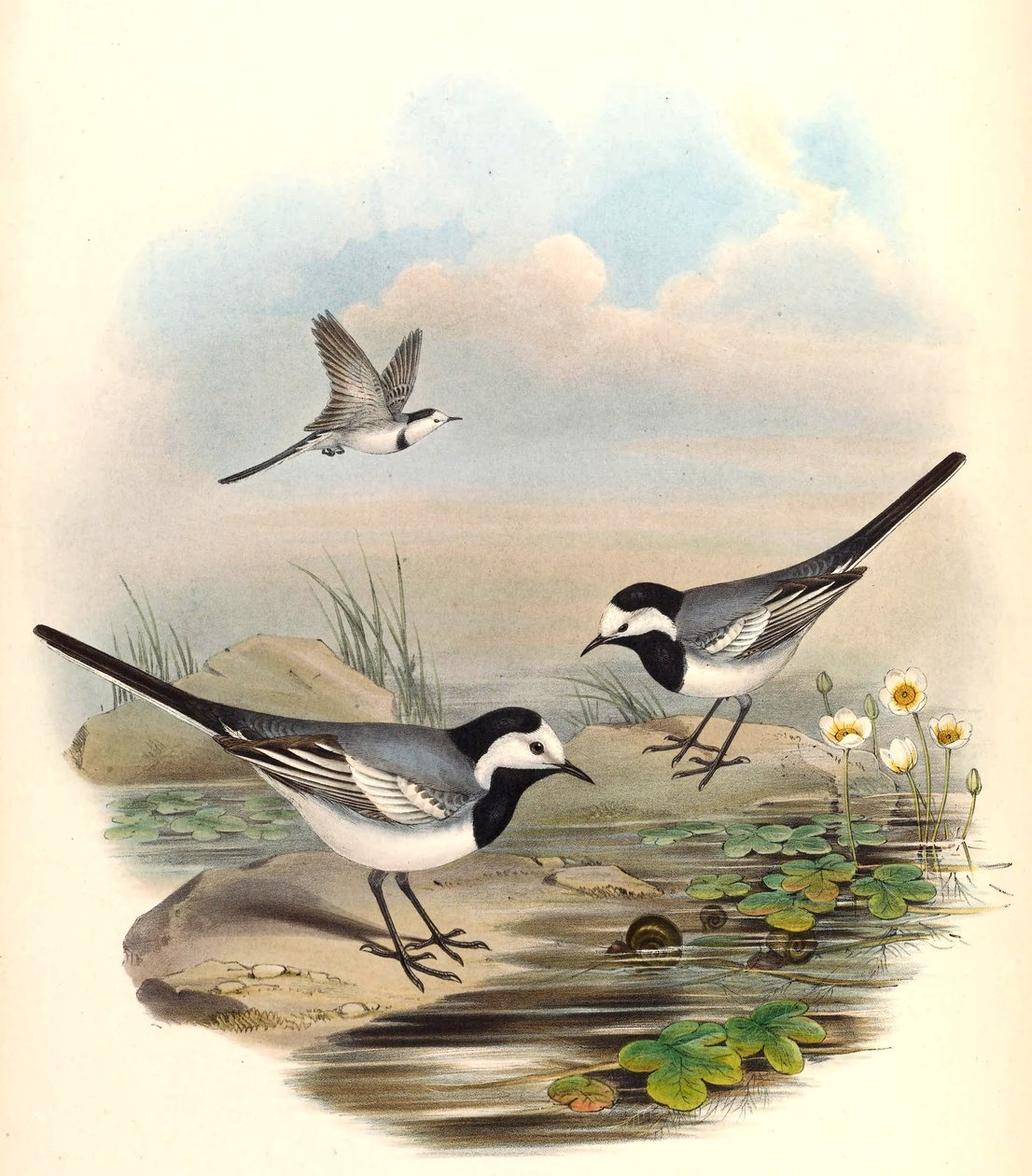 Bergeronnette grise (Bergeronnette printanière) Motacilla alba Linnaeus - John Gould