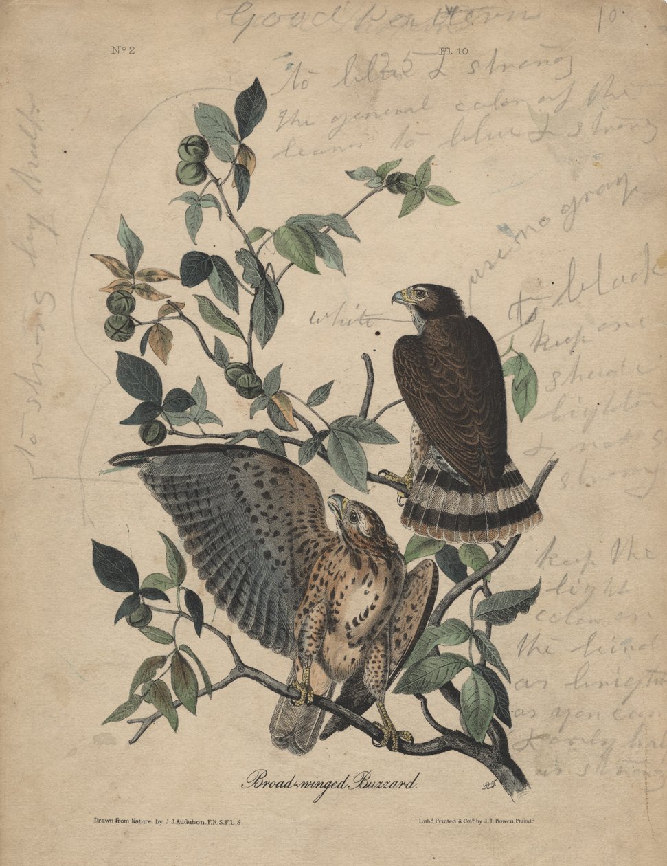 Buse à ailes larges, litho par J.T. Bowen, 1840 - John James Audubon