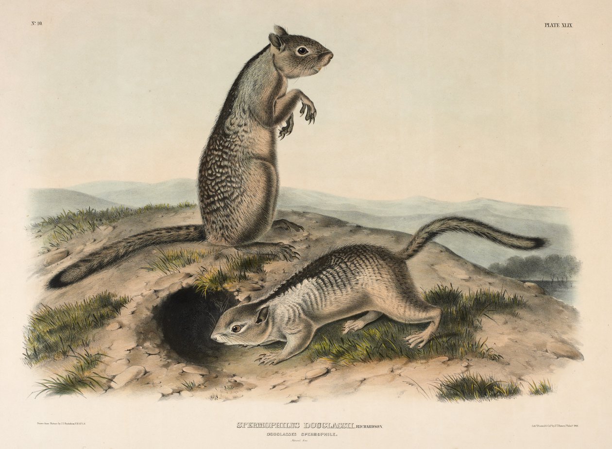 Spermophile de Douglas (Spermophillus Douglassii) - John James Audubon