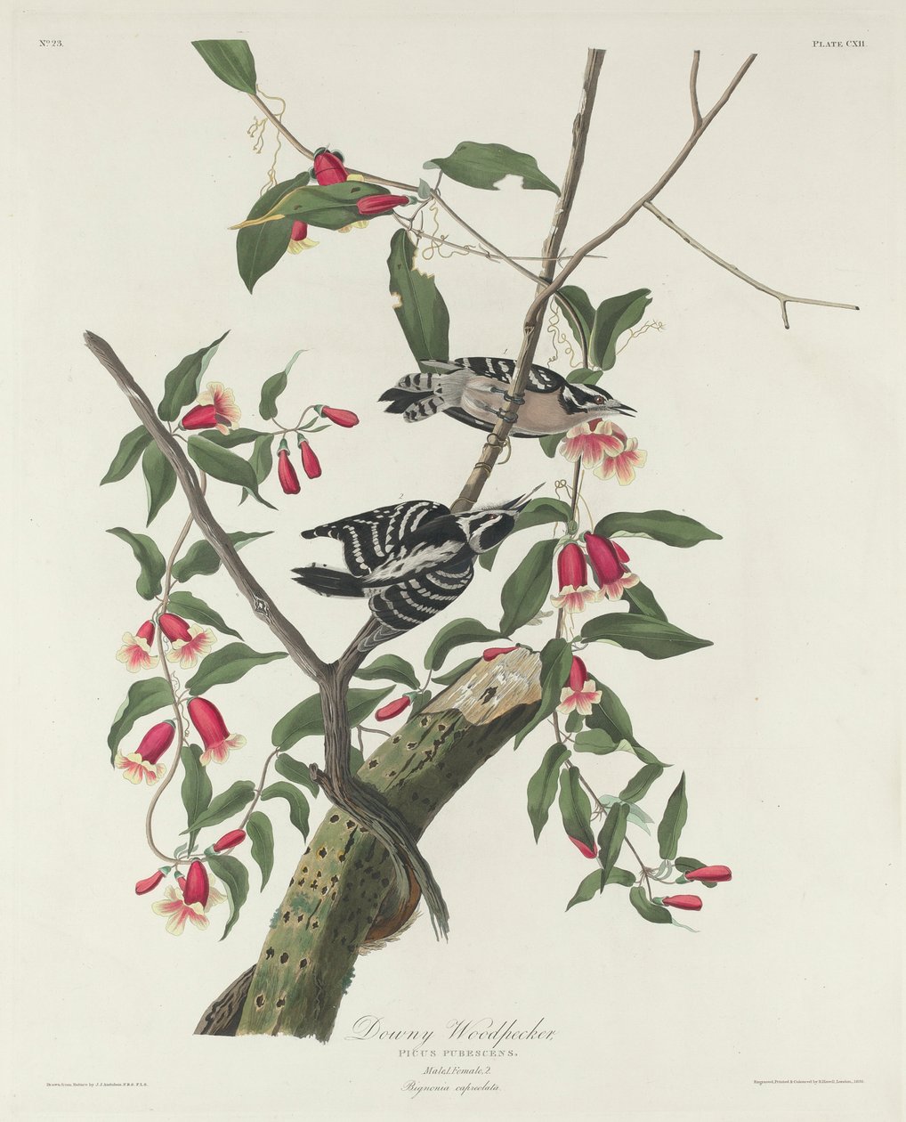 Pic mineur, 1831 - John James Audubon