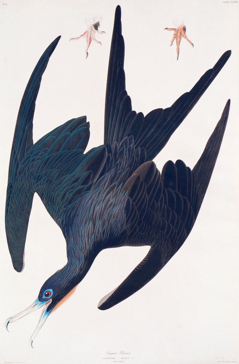 Frégate Penguin, illustration de Birds of America, 1835 - John James Audubon