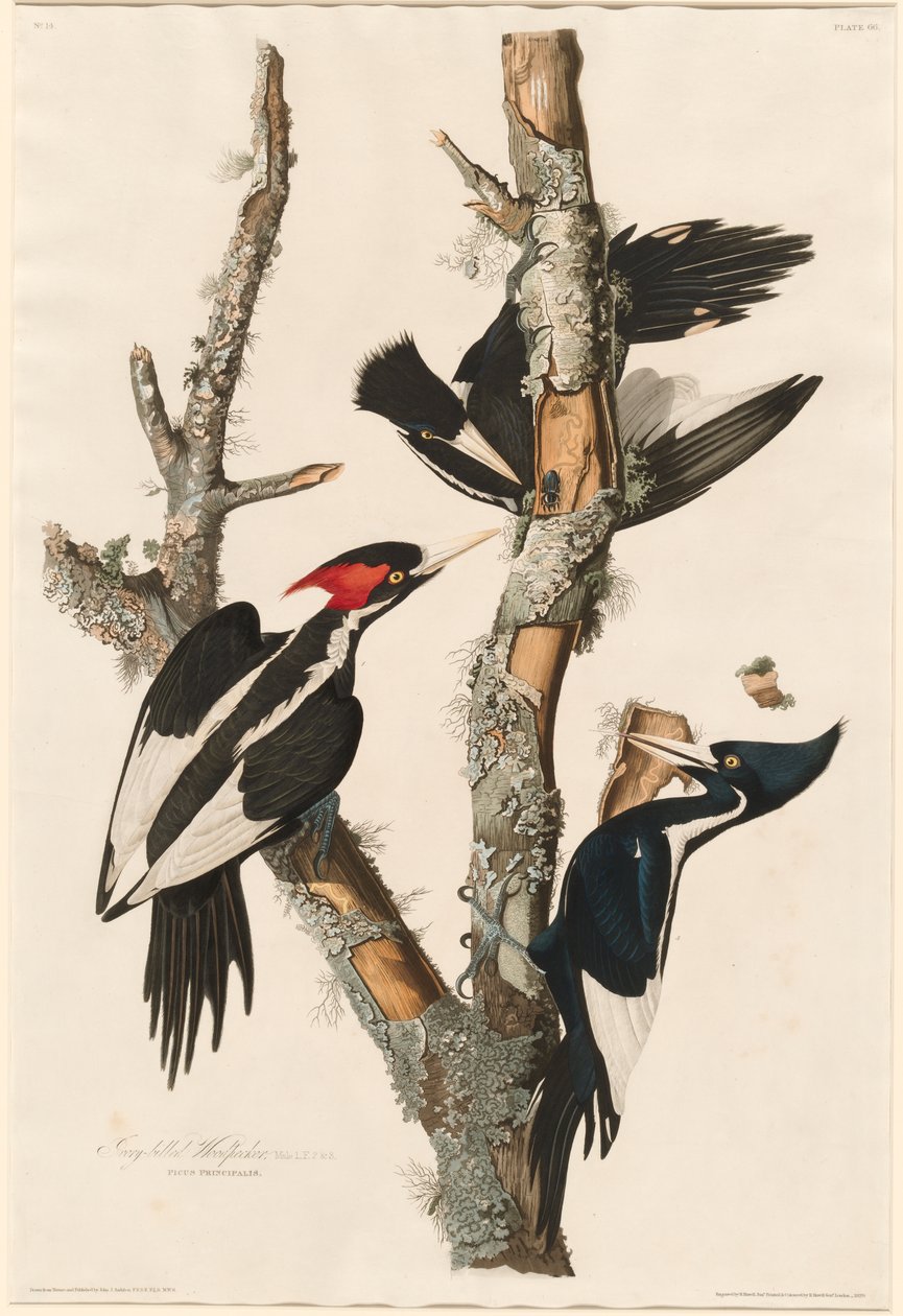 Pic à bec ivoire, 1829 - John James Audubon