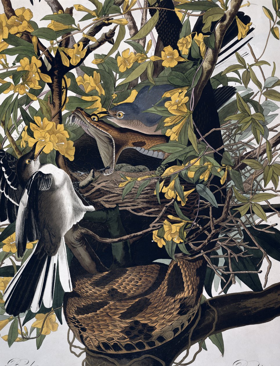 Moqueurs et serpent à sonnette, de Birds of America, gravé par Robert Havell (détail) - John James Audubon