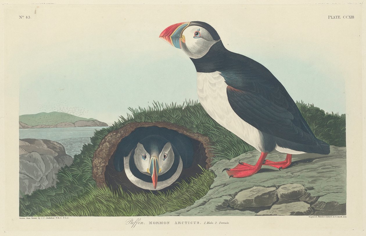 Macareux, 1834 - John James Audubon