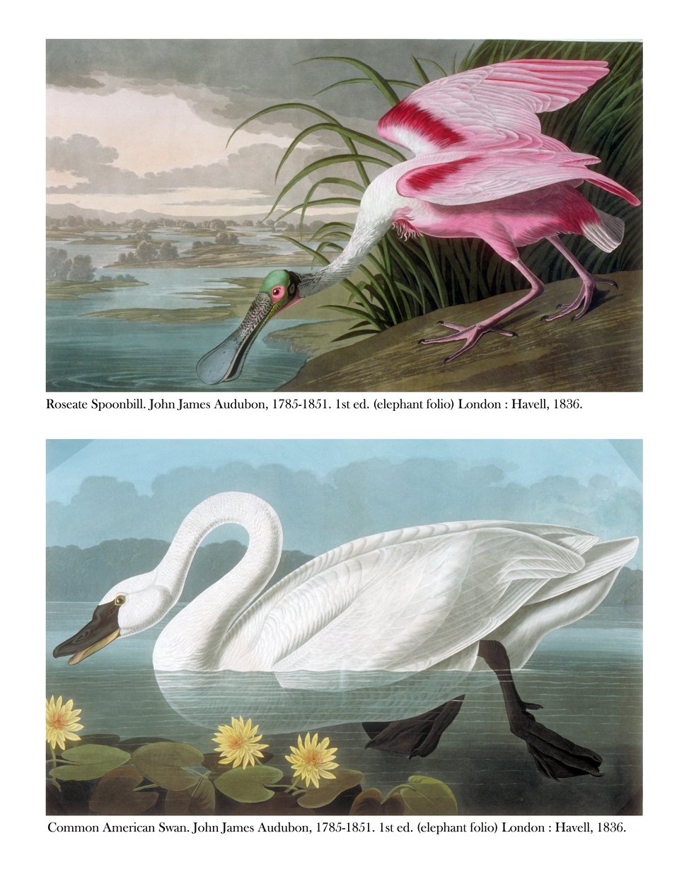 Spatule rosée et cygne américain commun, 1836 - John James Audubon