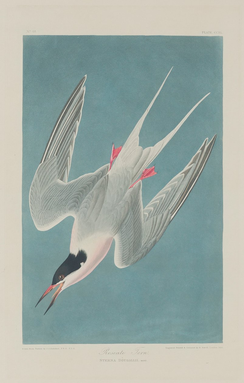 Sterne rosée, 1835 - John James Audubon