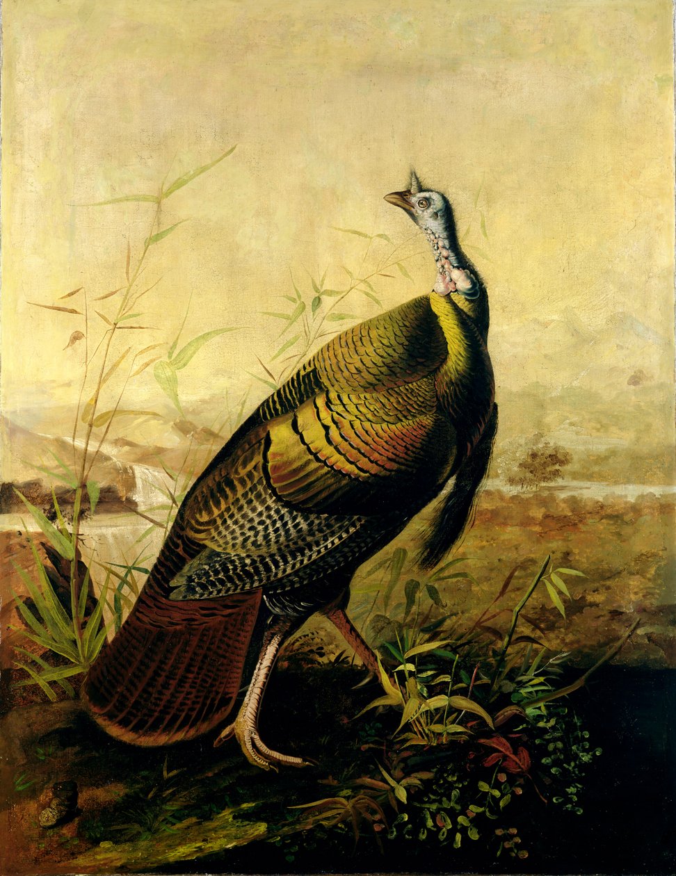 Le dindon sauvage américain - John James Audubon