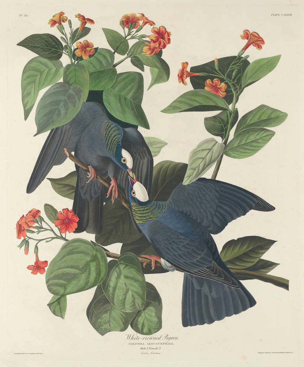 Pigeon à couronne blanche, 1833 - John James Audubon