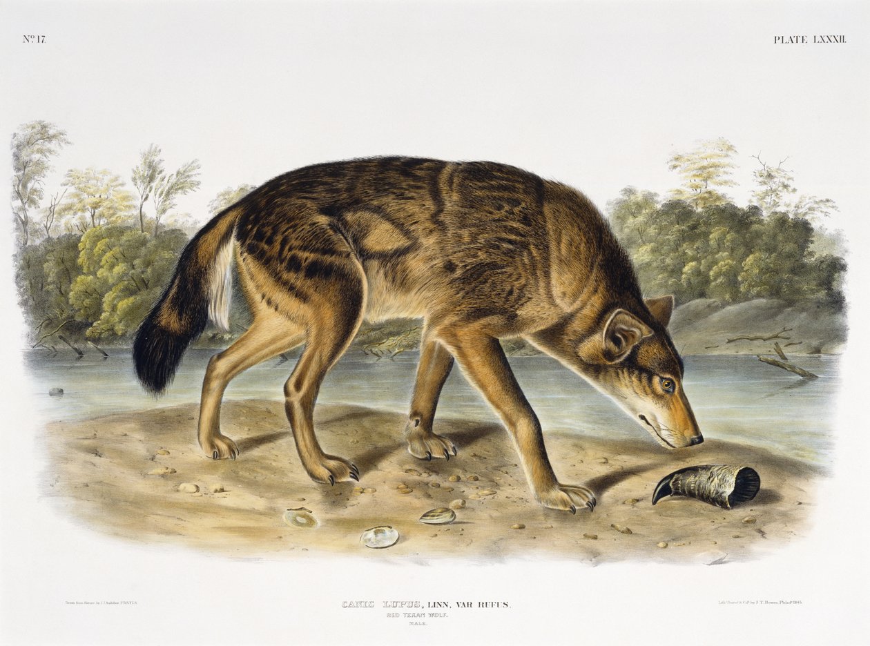 Loup texan rouge - John James after Audubon