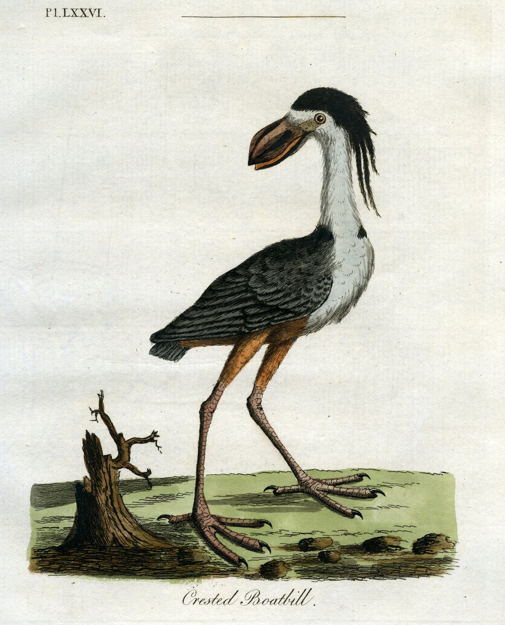 Boatbill à crête, 1781-5 (gravure en couleur) - John Latham