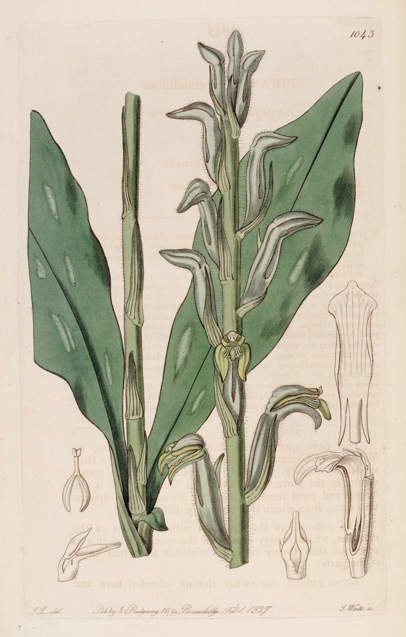 Illustration de Sarcoglottis grandiflora (comme syn. Spiranthes grandiflora) - John Lindley
