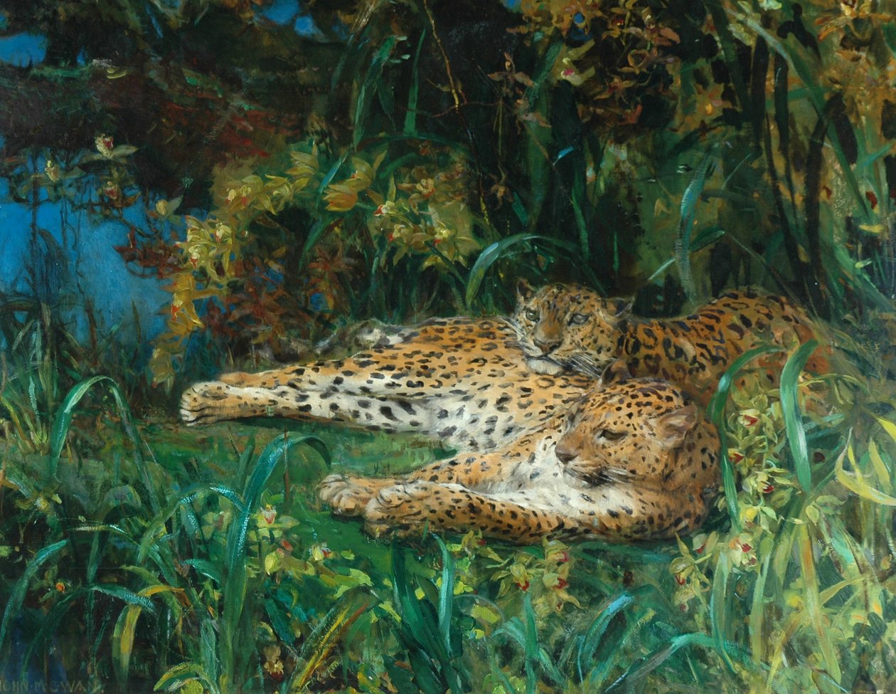 Léopards indiens - John Macallan Swan