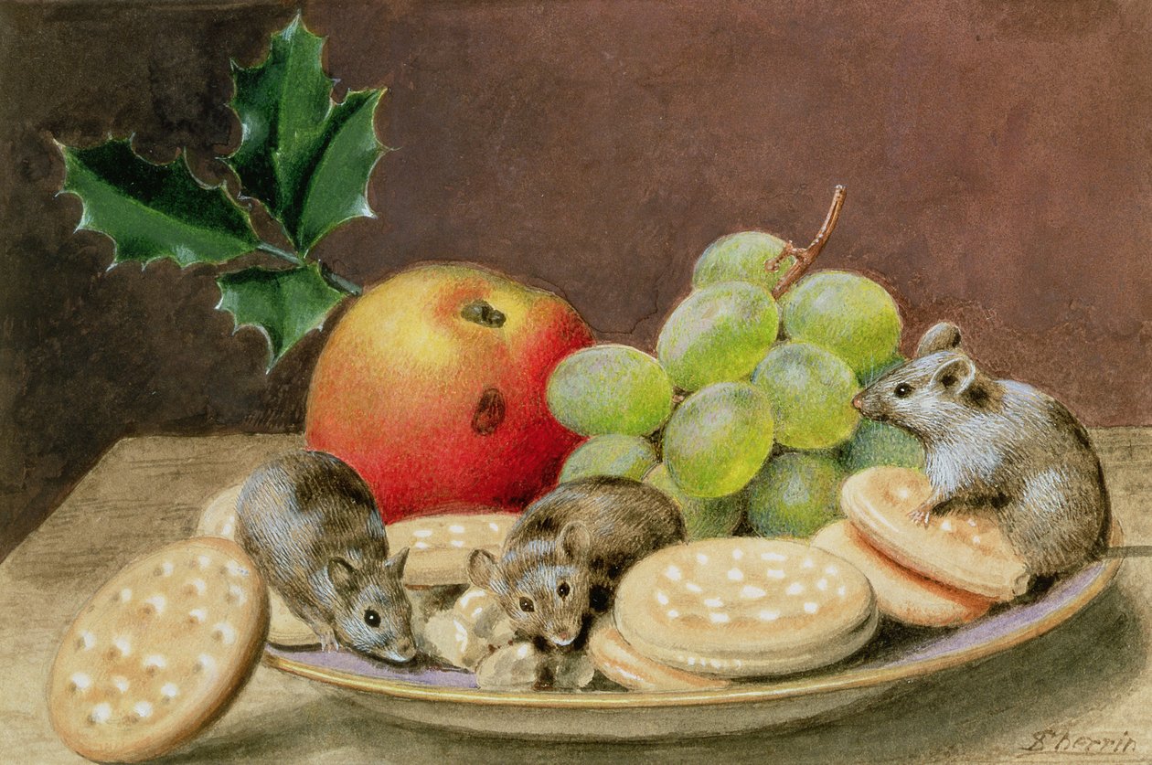 Un festin de Noël pour les souris - John Sherrin