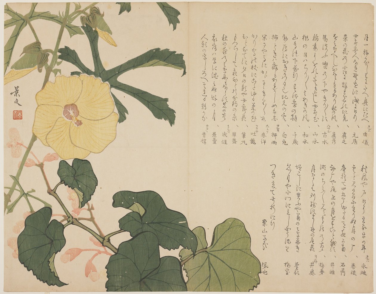 (Arbuste à fleurs jaunes), c. 1818-1829 - John Thomas Barber Beaumont